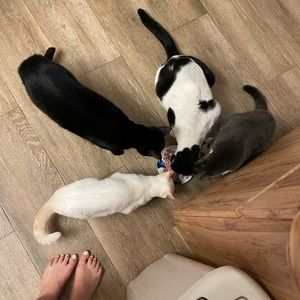 Meet your Posher, Julia